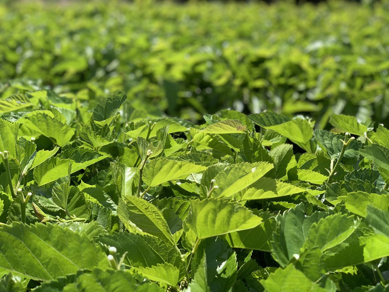 桑の生産・加工・販売